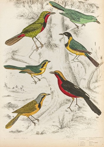 Antique hand colored bird - antique,