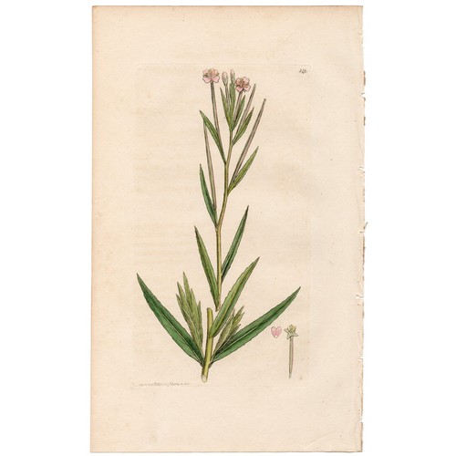 Antique 1796 sowerby english - antique,